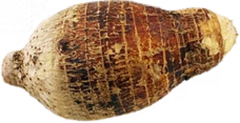 Taro(L)