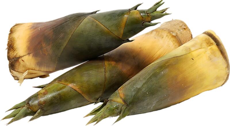 Bamboo Shoot
