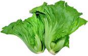 Gai Choy