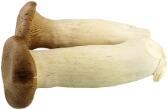 King Oyster Mushroom
