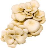 Oyster Mushroom