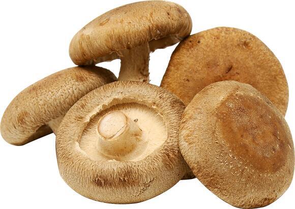 Shitake Mushroom