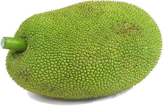 Jackfruit
