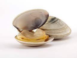 Clam