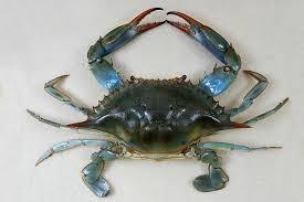 Dungeness Crab