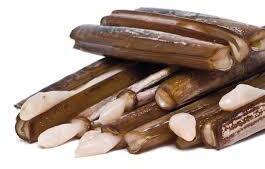 Razor Clam