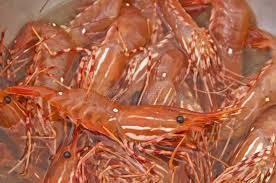 Live Shrimp