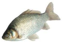 Tilapia Fish