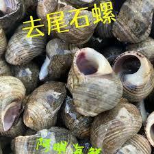 Stone Snail