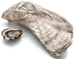 Big Oyster