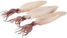 Fresh Squid