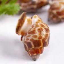 Frozen Dong Fen Snail