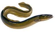 Live Eel