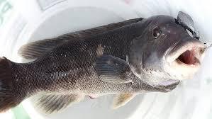 Live Grouper