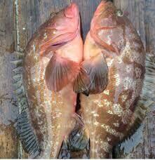 Live Red Grouper
