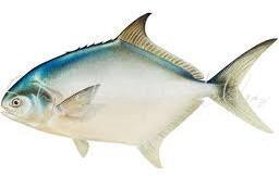 Pamono Fish