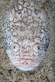 Sand Fish