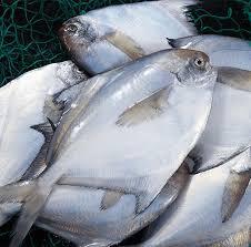 White Fish