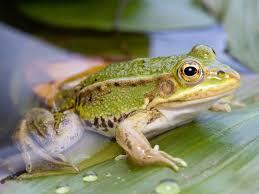 Live Frog