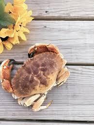 Live Rock Crab