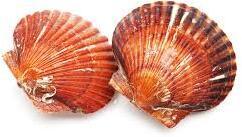 Fresh Scallop