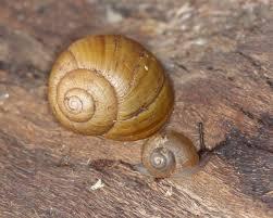 Baby Snail