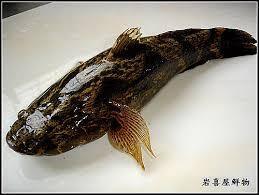 Live Chame Fish