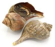 Live Conch