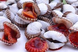 Live Blood Clam