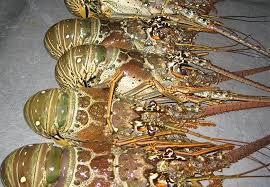 Florida Lobster