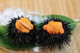 Live Sea Urchin