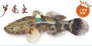 Golden Bamboo Shell Fish