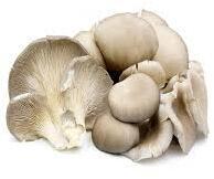 Oystrer Mushroom