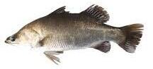 Sea Bass 