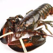 Live Lobster