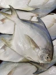 White Fish