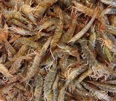  Shrimp