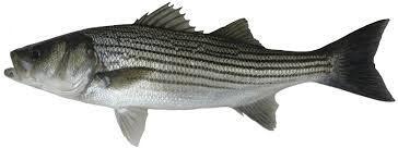 Red  Fish