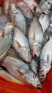 Fishish