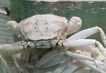 Golden Crab