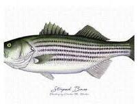 Live Striped Bass