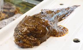 Live Stone Fish