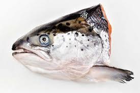 Salmon Head