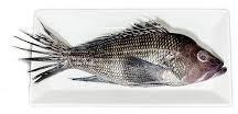  White Fish