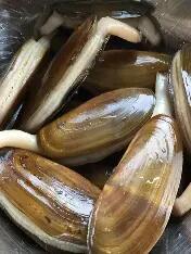 Live Rzaor Clam