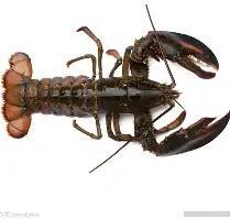 Live Lobster